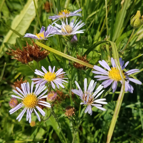 Eaton's Aster (Symphyotrichum bracteolatum)