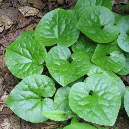 Western Wild Ginger (Asarum caudatum)