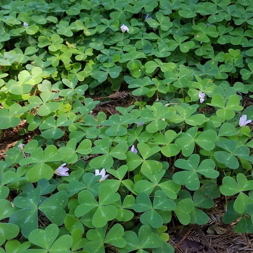 Redwood Sorrel (Oxalis oregana)