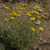 Oregon Sunshine (Eriophyllum lanatum)