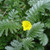 Pacific Silverweed (Potentilla anserina ssp. pacifica)