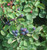 Western Serviceberry (Amelanchier alnifolia)