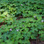 Redwood Sorrel (Oxalis oregana)