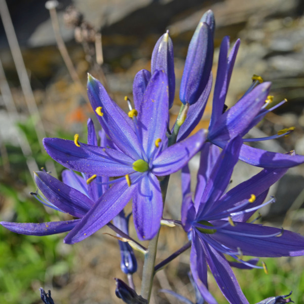 Great Camas (Camassia leichtlinii)