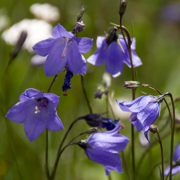 Common Harebell (Campanula rotundifolia)