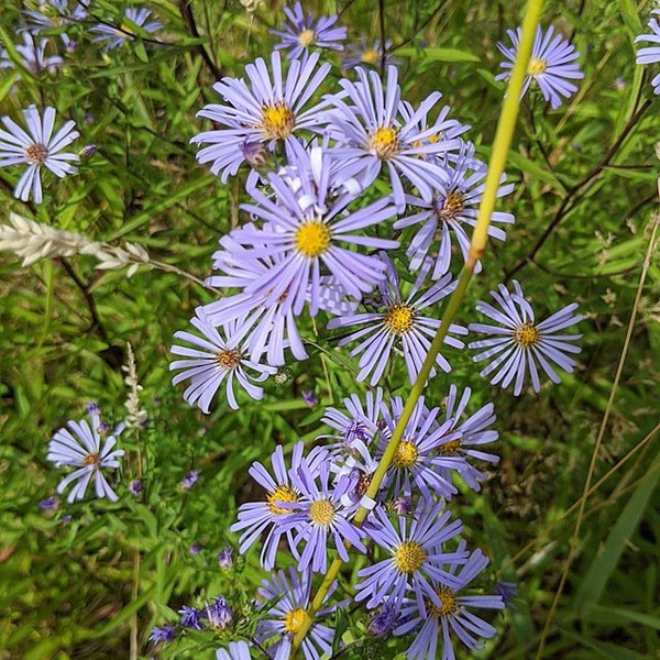 Douglas' Aster (Symphyotrichum subspicatum)