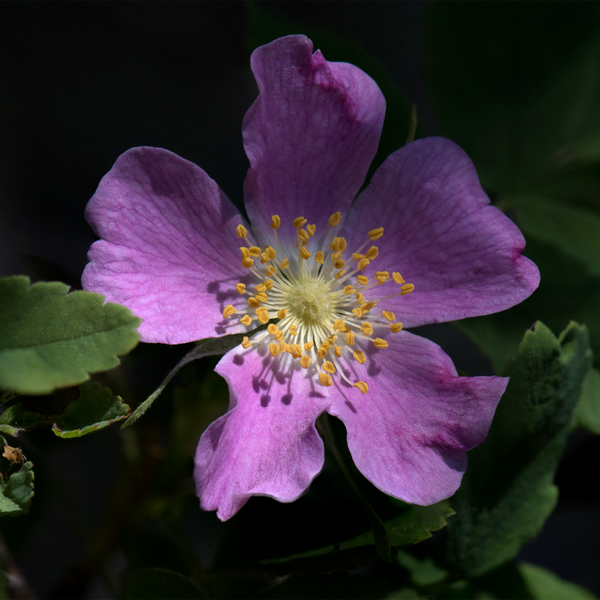 Clustered Rose (Rosa pisocarpa)