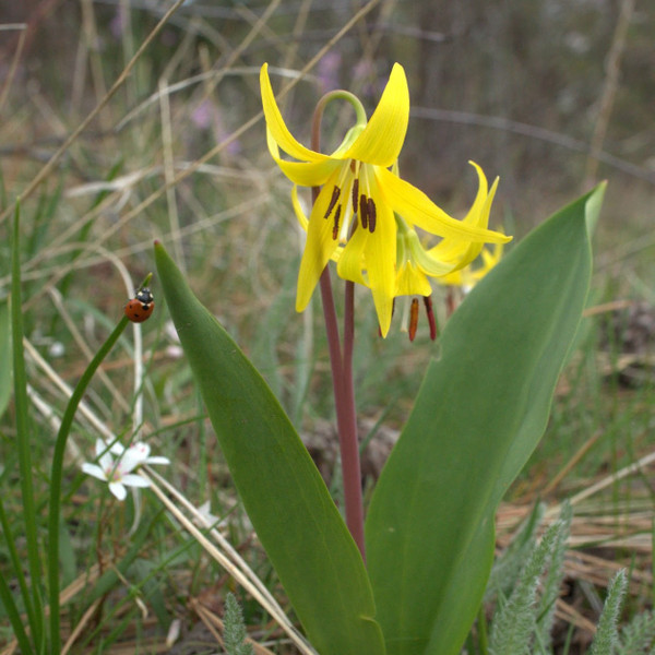 Glacier Lily (Erythronium grandiflorum)