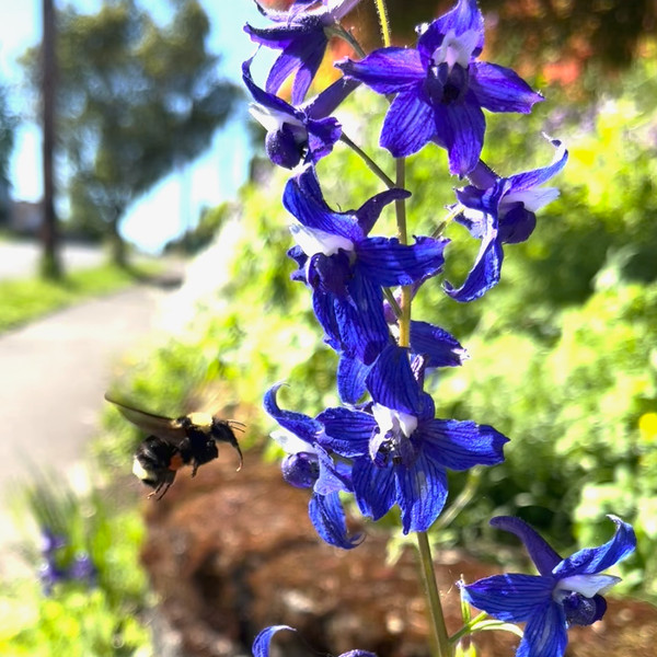 Columbian Larkspur (Delphinium trolliifolium)