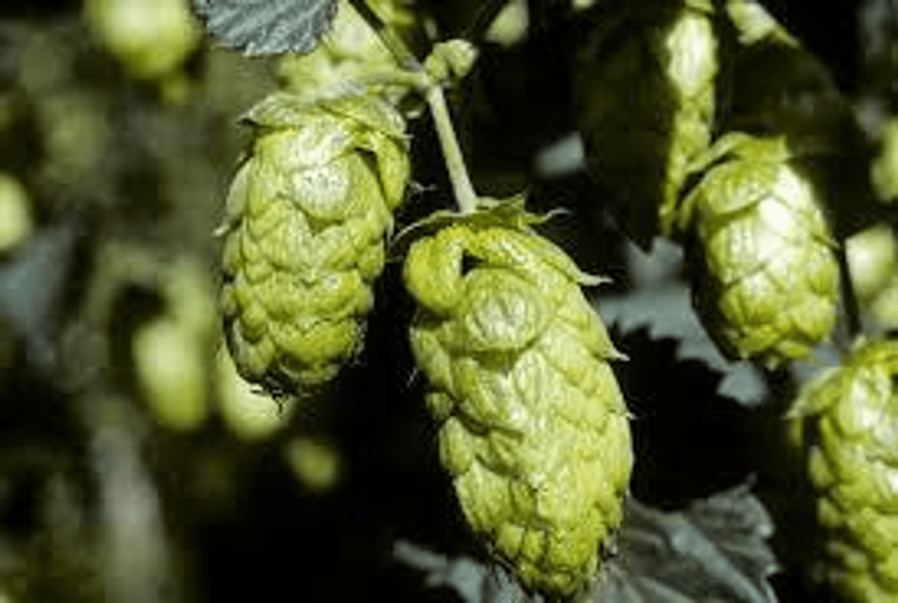 Beer Domestic Hops