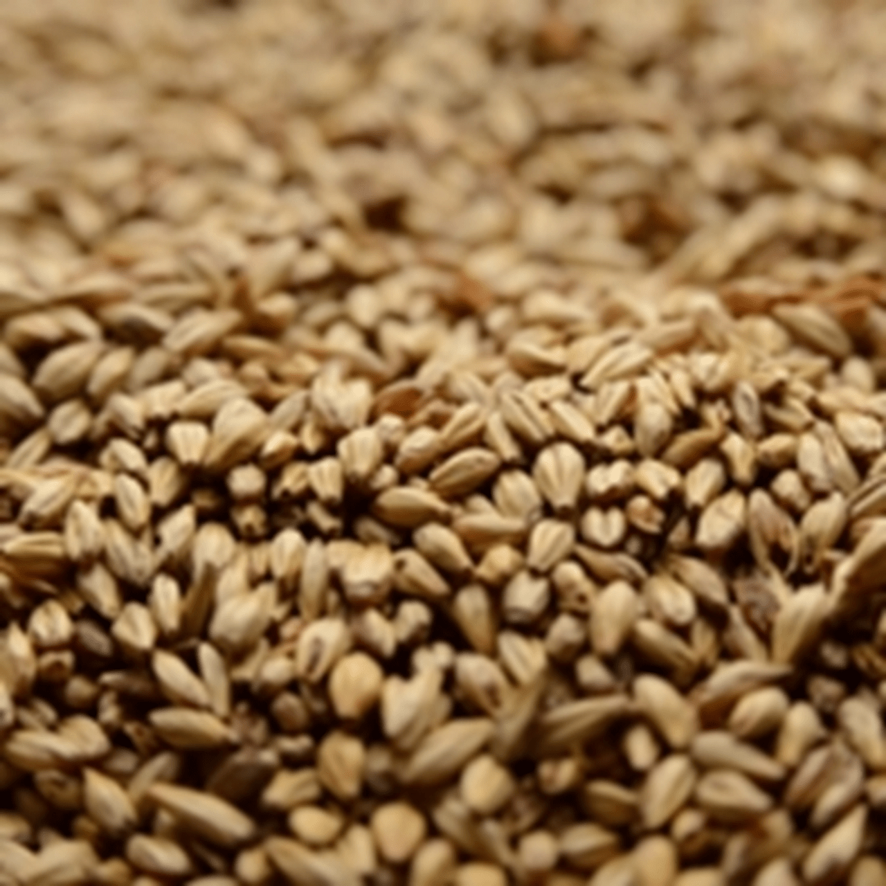 Beer Grains