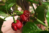 CAROLINA REAPER CHOCOLATE PLANT