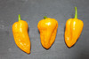 NAGA YELLOW MATURE PODS 2