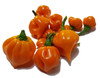 HABANERO ORANGE MATURE PODS