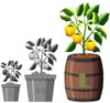 7 Pot Congo Chocolate Growing Pot Size Image