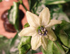 7 Pot Congo Chocolate Flower Image