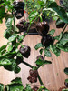 7 Pot Congo Chocolate Mature Chilli Plant Image