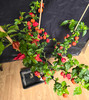 CAROLINA REAPER RED (HP22B ) MATURE PLANT 2