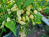 NAGA WHITE PLANT NAGA WHITE PLANT