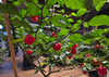 TRINIDAD SCORPION BUTCH T PLANT