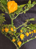 7 POT PRIMO YELLOW MATURE PLANT IMAGE
