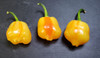 AJI FANTASY STRIPEY MATURE PODS IMAGE