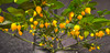 BIQUINHO YELLOW PLANT
