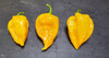 FATALII YELLOW MATURE PODS