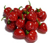 HABANERO YUCATAN MATURE PODS