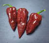 NAGA MORICH CHOCOLATE MATURE PODS