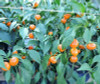 ORANGE KORAL CAYENNE PLANT