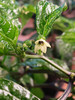 7 Pot Bubblegum Yellow Chilli Plant Flowers 2021 08 30