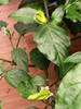 Aji Ahuachapan Chilli Pods growing Image Dated 2021 08 07