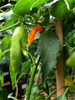 Aji Ahuachapan Immature and Mature Chilli Pods Image Dated 2021 09 07