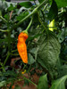 Aji Ahuachapan Chilli Pod Maturing to Orange from Yellow Image Dated 2021 09 07