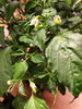 Aji Ahuachapan Chilli Plant with pods and flowers pollinated and awaiting pollination Image Dated 2021 08 07