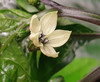 7 Pot Douglah Chocolate Chilli Flower Image by CHILLIESontheWEB