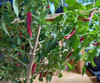 CAYENNE RING OF FIRE PLANT