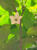 JALAPENO JALAPA FLOWER