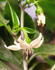 JALAPENO TELICA FLOWER