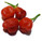 INCA RED DROP MATURE PODS INCA RED DROP MATURE PODS