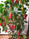 AJI CRISTAL (PI 281320) MATURE PLANT IMAGE AJI CRISTAL (PI 281320) MATURE PLANT IMAGE