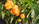 NAGA PEACH PLANT NAGA PEACH PLANT