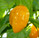 HABANERO YELLOW (PI 224448) PLANT