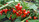 BIQUINHO RED PLANT BIQUINHO RED PLANT