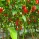TRINIDAD SCORPION TRINIDAD SCORPION