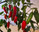 Aji Delight Mature Plant Aji Delight Mature Plant