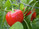 CALIFORNIA WONDER SWEET PEPPER PLANT CALIFORNIA WONDER SWEET PEPPER PLANT