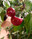 CASCABEL PLANT CASCABEL PLANT