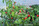 CHILTEPIN TARAHUMARA PLANT CHILTEPIN TARAHUMARA PLANT